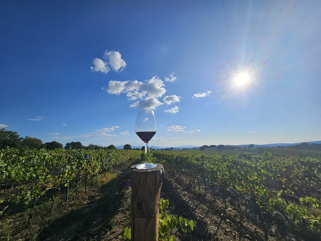 Exploring the Vineyards of Maremma Toscana
